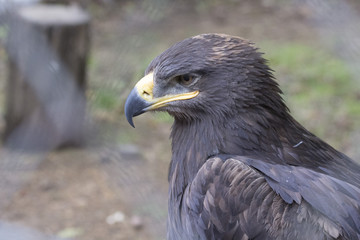 Wild birds in zoo