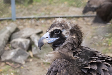 Wild birds in zoo