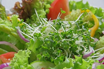 ブロッコリースプラウトのサラダ　Broccoli sprouts salad