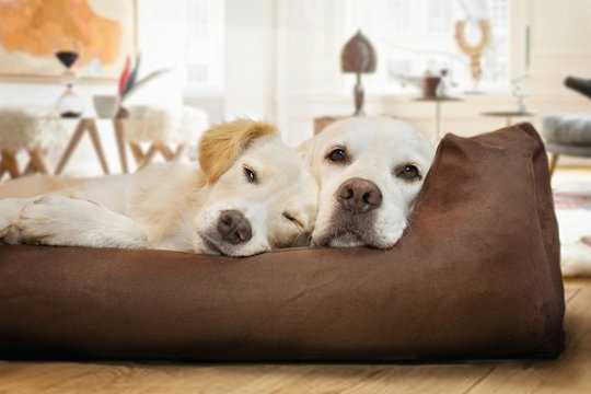 Zwei Hunde schlafen zusammen im Hundebett