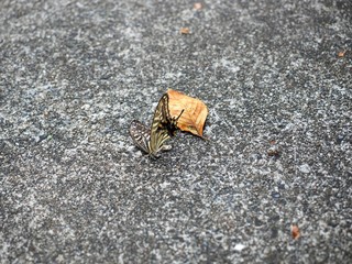 dead swallowtail butterfly  in late summer