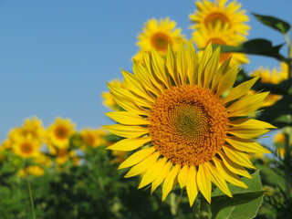 Fototapeta premium Blooming sunflowers on clear blue sky background. Sunflowers field in sunny day, picturesque rural landscape