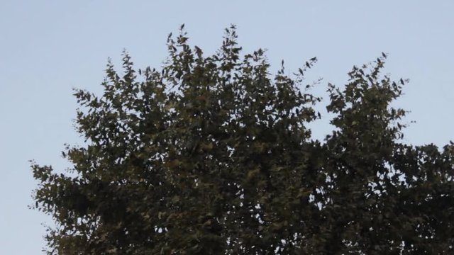 Starlings during migration and wintering grounds in Europe. Mass species of birds. Big flocks of starlings before sleepover concentrated in dense flocks, troop of birds
