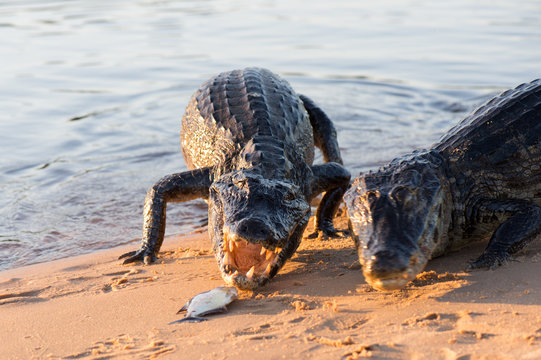 A large caiman, Caiman latirostris, walks down the beach to enter the Cuiaba River.