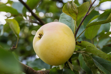 yellow ripe apple on a branch of a tree