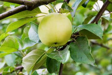 yellow ripe apple on a branch of a tree