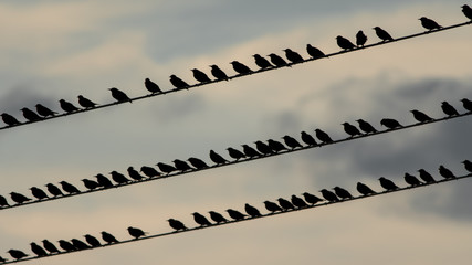 Starlings sitting on a electrical at dusk - Powered by Adobe