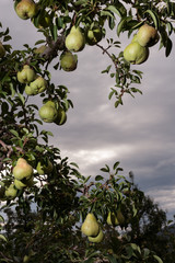 Pear tree
