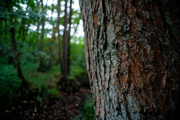 Wald