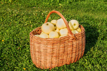 ripe apples in a wicker basket