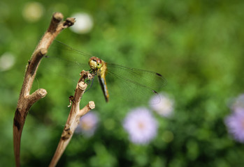 Dragonfly on a branch. Macro with shallow depth of field.