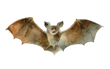 Watercolor bat on white background - 220925832