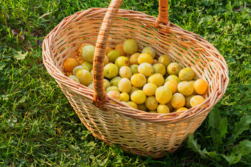 yellow plums in a wicker basket