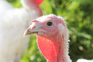 White young turkey on a farm