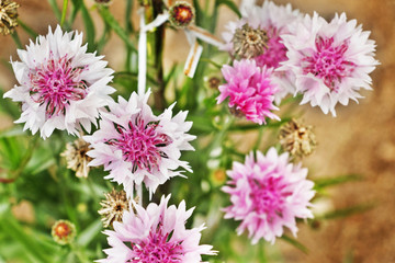 Obraz premium Pink cornflowers