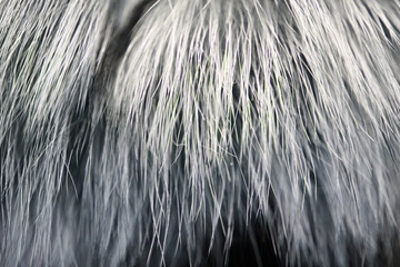 Real fur of silver fox - texture