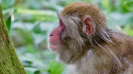 Japanischer Makake, wilde Affen mit rotem Gesicht