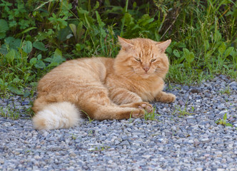 Naklejka na ściany i meble Stray cat resting at the street. Selective focus.