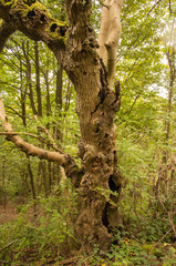 Obraz premium Knotty looking trees in the woods.
