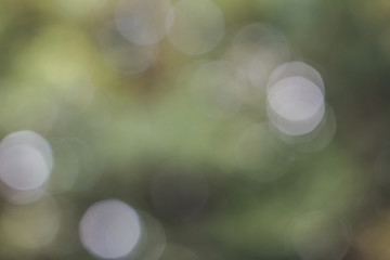 background blurred green foliage, highlights and bokeh, soft tone