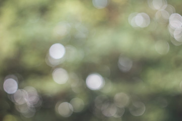 Obraz premium background blurred green foliage, highlights and bokeh, soft tone