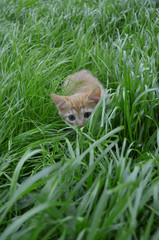 Orange fluffy kitten hiding in the green grass on a summer day