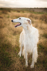Profile Portrait of beautiful beige russian borzoi dog standing in the field ay sunset