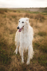 Portrait of beautiful beige russian borzoi dog standing in the field ay sunset