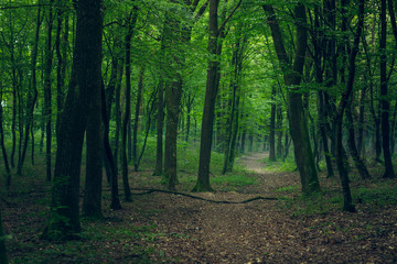 Obraz premium autumn season deep forest foggy natural scenery landscape with empty lonely ground trail 