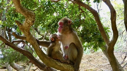 Japanischer Makake, wilde Affen mit rotem Gesicht