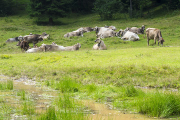 Cows grazing in mountain meadow