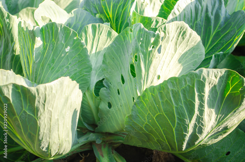 Wall mural worm - pest of cabbage. disease of vegetables in the field. enemy farmer - caterpillar. farming, agr