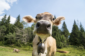 Cow close up view