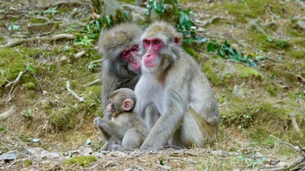 Japanischer Makake, wilde Affen mit rotem Gesicht