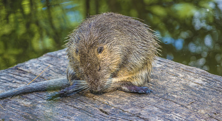 Beaver out of the water