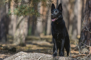 Czarny owczarek niemiecki stojący na pniu w lesie