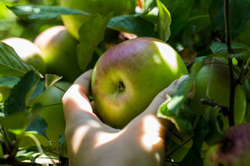 Woman hand picking ripe untreated apple from tree on organic  plantation. Close up. Healthy living.