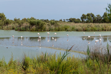 Beautiful Flamingo Birds 4
