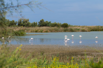 Beautiful Flamingo Birds 5