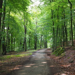 Obraz premium Waldweg