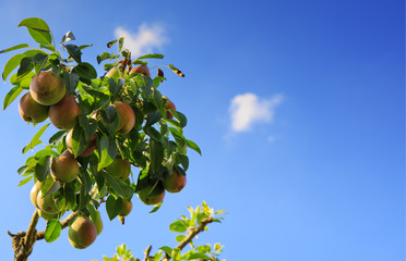 Ripe organic cultivar pears isolated on blue sky.