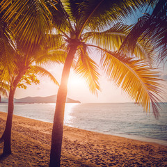 Beautiful tropical beach with palm trees. Daylight