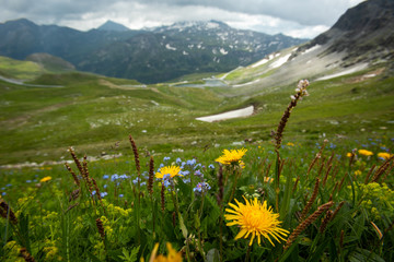 Landscape of Alpen mountains with meadow full of colorful flowers