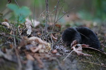 Mole, Talpa europaea, crawling around its natural habitat at dusk hunting for small insects. 