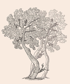 Vector illustration of the small oak trees