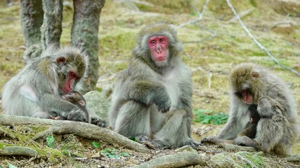 Japanischer Makake, wilde Affen mit rotem Gesicht