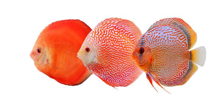 Group of three bright and colorful discus fishes isolated on white background. Beautiful freshwater aquarium fish