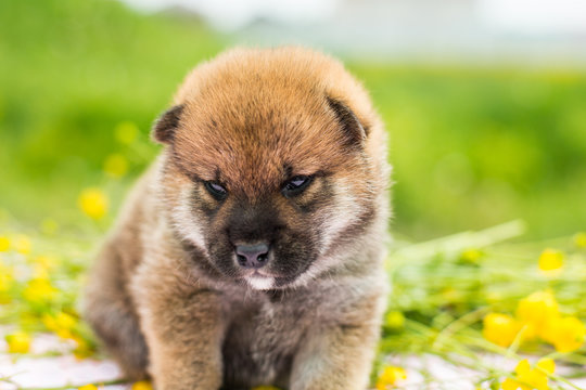 Close-up Portrait of serious and lovely two weeks old puppy breed shiba inu sitting on the table in the buttercup meadow