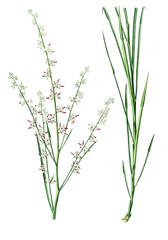 Illustration of plant