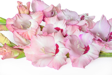 Bouquet of gentle pink gladiolus flowers close up, isolated on a white background